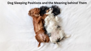 Dog Sleeping Positions and the Meaning behind them