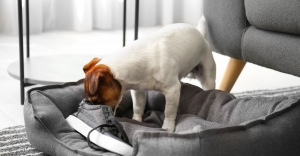 bad habit dog bad habit dog