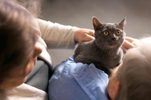 Understanding Russian Blue Cat Prices: A Look at HappyPawsUS Understanding Russian Blue Cat Prices: A Look at HappyPawsUS