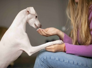 Probiotic FOr Dogs Probiotic FOr Dogs