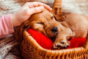How do pet provide comfort How do pet provide comfort